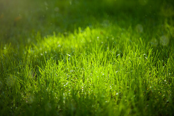 Nature green grass in sun light. Spring background or summer background