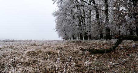 Winter inversion in the foothills, Czech Republic