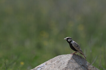The beautiful Ashy crowned sparrow lark is standing on a stone, displaying its black crown, throat and bib, contrasting with its grey black and pale belly. The background is blurred with lush green