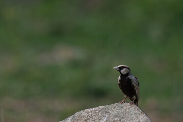 The beautiful Ashy crowned sparrow lark is standing on a stone, displaying its black crown, throat and bib, contrasting with its grey black and pale belly. The background is blurred with lush green