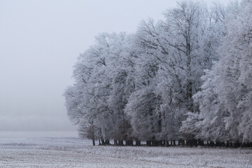 Winter inversion in the foothills, Czech Republic