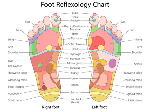 foot reflexology chart illustrating pressure points on left and right feet, linking areas to corresponding body organs and systems diagram hand drawn raster illustration. Medical science educational