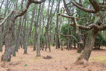 Pine tree forest or Niji no Matsubara grove in Karatsu, Saga