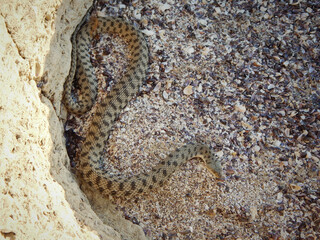 Snake Caspian Snake.