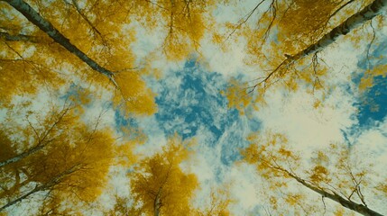 Autumnal Canopy of Golden Yellow Trees and Blue Sky