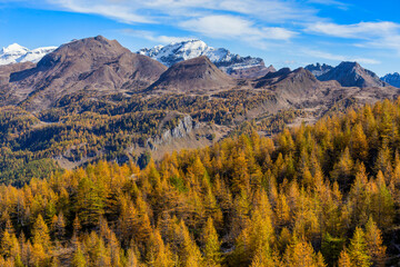 Foliage at Alpe Devero Natural Park, Piedmont, Italy