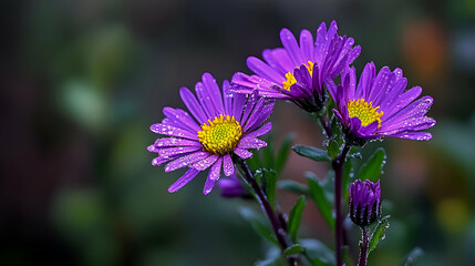 Obraz premium Closeup of Purple Flowers with Dew Drops