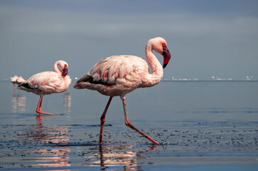 Wild african birds. Two Great african flamingos  walking around the blue lagoon against bright sky