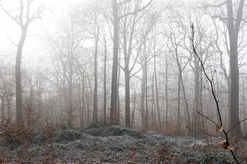 Des arbres forment une forêt visible à travers une lumière de soleil d'hiver.