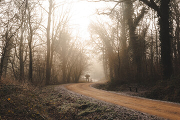 Chemin traversant une forêt plongée dans une lumière douce automnale.