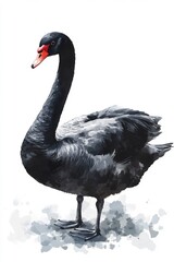 Majestic Black Swan Swimming in Tranquil Lake Reflecting its Elegant Silhouette