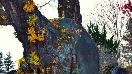 200년간 자리를 지킨 거대한 은행나무의 위엄