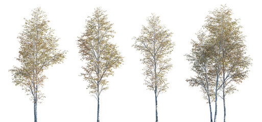 Betula pendula autumn trees isolated png on a transparent background premium cutout (silver birch, warty birch, European white birch, East Asian white birch)