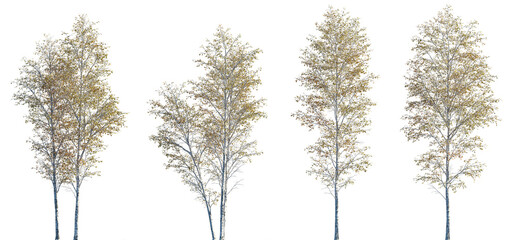 Betula pendula autumn trees isolated png on a transparent background premium cutout (silver birch, warty birch, European white birch, East Asian white birch)