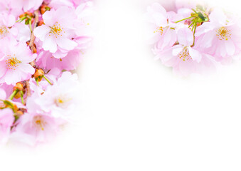 pink cherry blossom branch, sakura flowers