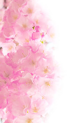 pink cherry blossom, sakura flowers