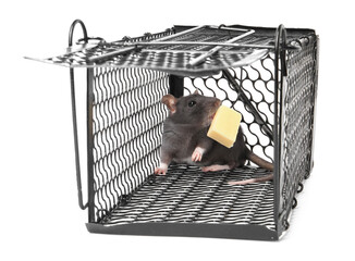Rat in metal mouse trap on white background