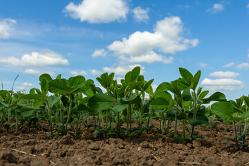 Fresh green soybean plants grow in a fertile field under a bright blue sky dotted with fluffy clouds during the day