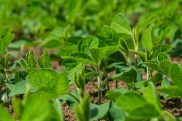 Obraz premium Fresh green soybean plants thriving in a sunlit field on a warm spring day in rural farmland