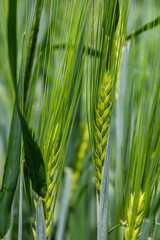 Green wheat crops growing in a field showcasing the beauty of agriculture during the spring season in a rural landscape