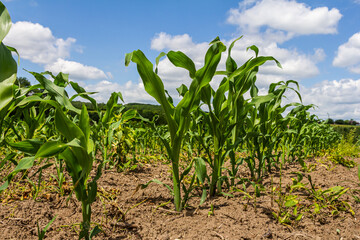 An industrial field of corn sprouts growing in black soil. Corn grow in beautiful rows at sunset. Agricultural landscape