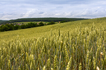 Golden wheat field under a cloudy sky near rolling hills in late spring, capturing the beauty of agriculture and nature in harmony