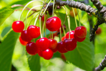 Bright red cherries hanging from a tree branch in a sunny environment, showcasing the beauty of nature during summer