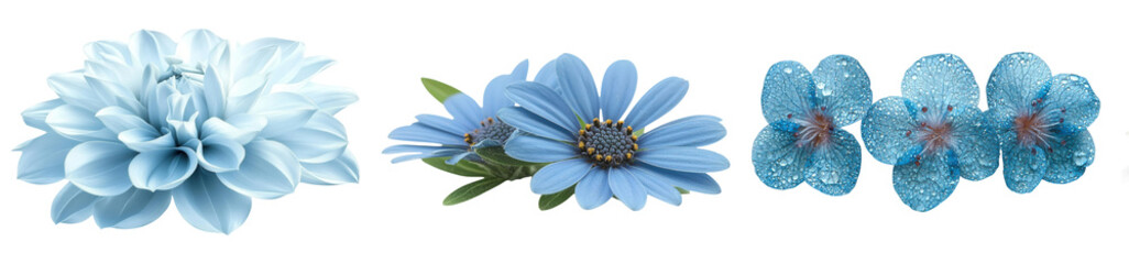 Obraz premium Beautiful blue flowers showcasing delicate petals and vibrant hues, perfect for adding a touch of nature's charm to any design or project. PNG transparent background