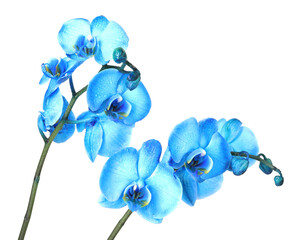 Beautiful blue orchid flower isolated on white