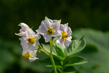 Fototapeta premium Potato flowers blooming macro, potato flowers on farm field. Potato plant bush with flowers. Potatoes plants with white flowers growing on farmers plant