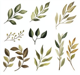 Watercolor illustrations created by hand, featuring botanical elements like leaves, herbs, and branches, ideal for various design projects