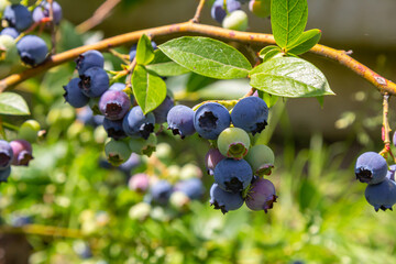 A vibrant blue huckleberry bush displaying clusters of ripening blueberries in a well-tended garden
