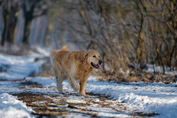 Golden Retriever Dog In The Winter Forest In The Snow