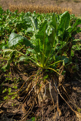 Fodder beet is a highly digestible feed with a beneficial effect on the health of animals. It has no special requirements for soil and climate when growing