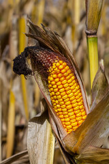 Corn cobs in corn farming fields during the harvest season can be used for roasted corn or staple...