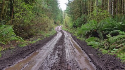 Obraz premium dirt road leading through the forest, with green trees on both sides