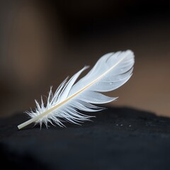 Obraz premium Delicate White Feather on Black Surface
