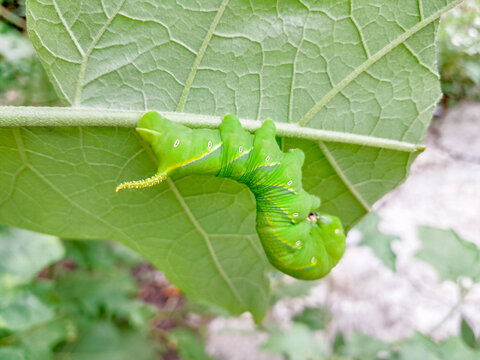 Oleander Hawkmoth caterpillars eat the leaves of deciduous trees
