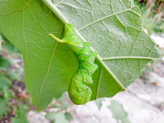 Oleander Hawkmoth caterpillars eat the leaves of deciduous trees