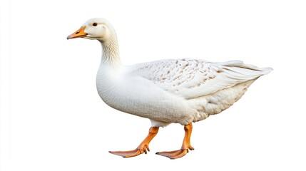 Fototapeta premium Majestic White Goose, Isolated on White Background