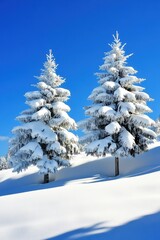 Fototapeta premium Snow-Covered Pine Trees Under Clear Blue Sky in Winter Landscape