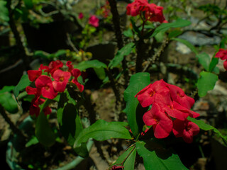 The Beauty of Euphorbia milii Flowers Blooming During the Day