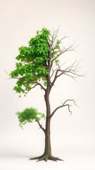 Plane tree isolated on white background, Tree split between lush green leaves and bare dead branches. Symbolizes life, death, seasons, change, climate, duality.