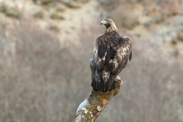 Adult Golden Eagle inside its territory in a snowy mountain area with the first light of a cold winter day