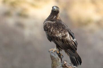 Adult Golden Eagle inside its territory in a snowy mountain area with the first light of a cold winter day