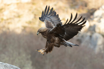 Adult male Golden Eagle flying in a mountain area at first light