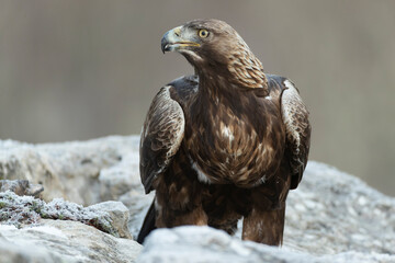 Golden Eagle in a mountain area within its territory on a cold winter day with the first light of...