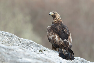 Golden Eagle in a mountain area within its territory on a cold winter day with the first light of sunrise