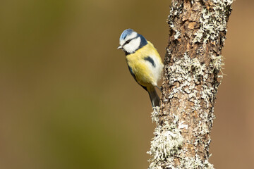 Blue tit in the morning light in a Eurosiberian beech and oak forest on a cold January day