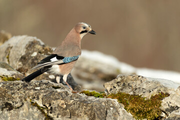 Jay in a high mountain area with lots of snow on a cold January day